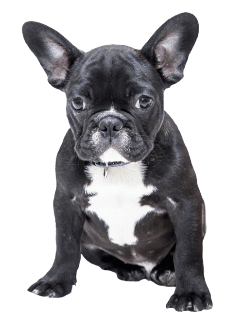 image of Barcode Bulldog